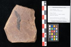 Foto (Objekt + Etikett) von Quercus palaeoilex Ettingshausen (NHMW-GEO-2024-0188-0833)